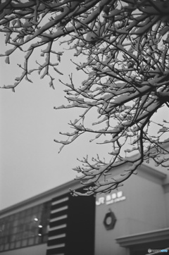  枝の雪
