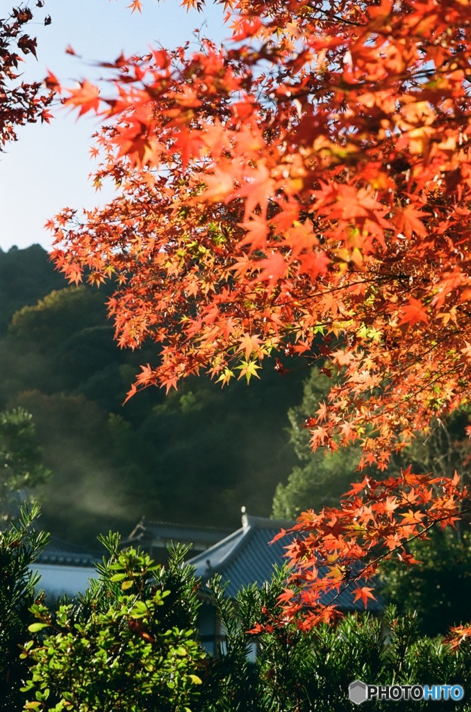 岩国・紅葉谷公園