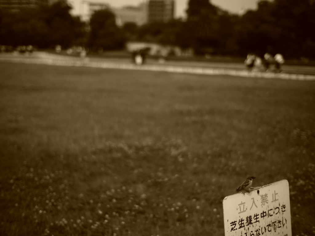 F0.95の視界