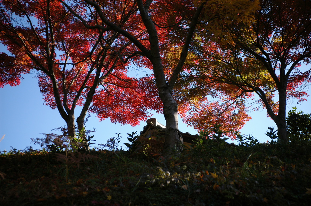 見上げてみれば紅葉