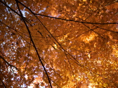 見上げてみた