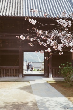 尾道・西國寺