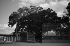 小学校を見守り続ける大樹