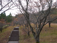 秋、寂しき桜小道