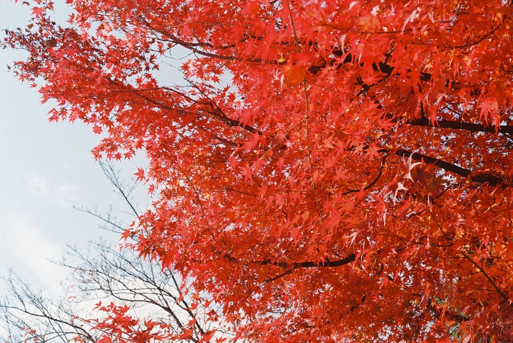 フィルムで味わう紅葉