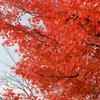 フィルムで味わう紅葉