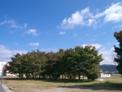 取り残されし緑