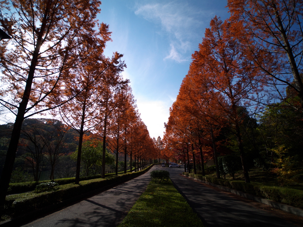 試写・Kowa PROMINAR 8.5mm F2.8