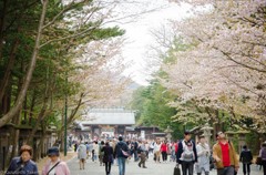 北海道神宮の花見②