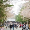 北海道神宮の花見②
