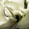 花_fuji-1484