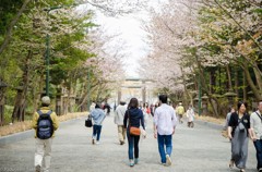 北海道神宮の花見④