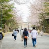北海道神宮の花見④