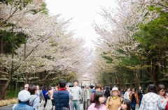 北海道神宮の花見③