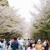 北海道神宮の花見③