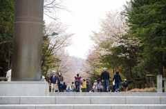 北海道神宮の花見①