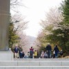 北海道神宮の花見①