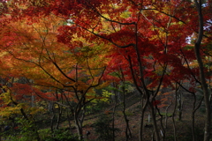 弥彦公園もみじ谷2012.11.10