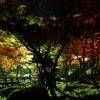 弥彦公園もみじ谷2012.11.09
