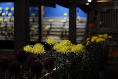 弥彦菊祭り2012開幕