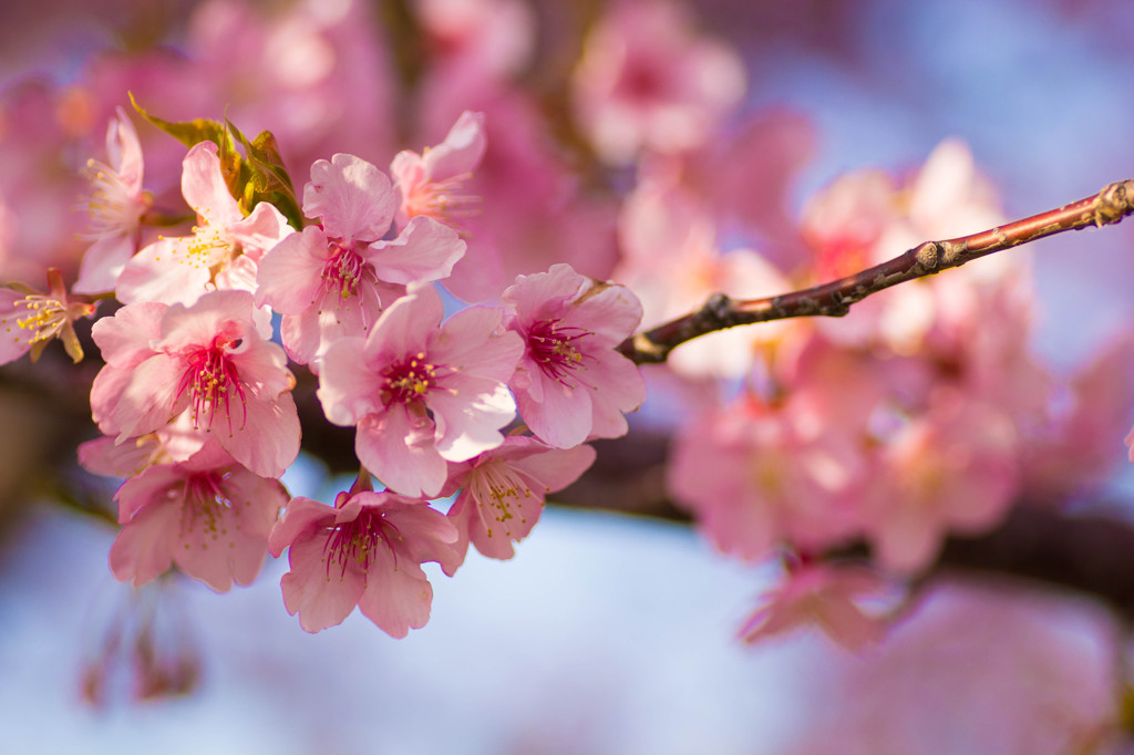 桜