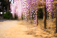 牛島藤花園