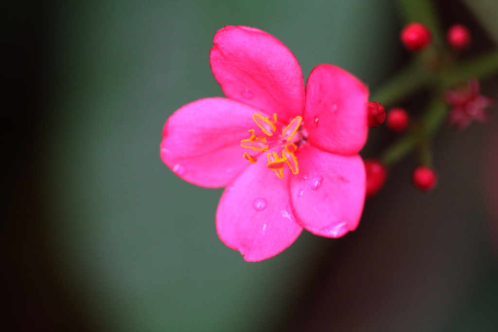 お花