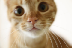 ねこカフェ