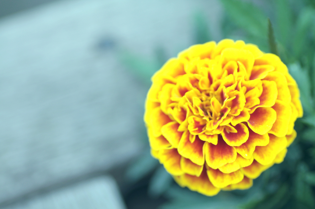花