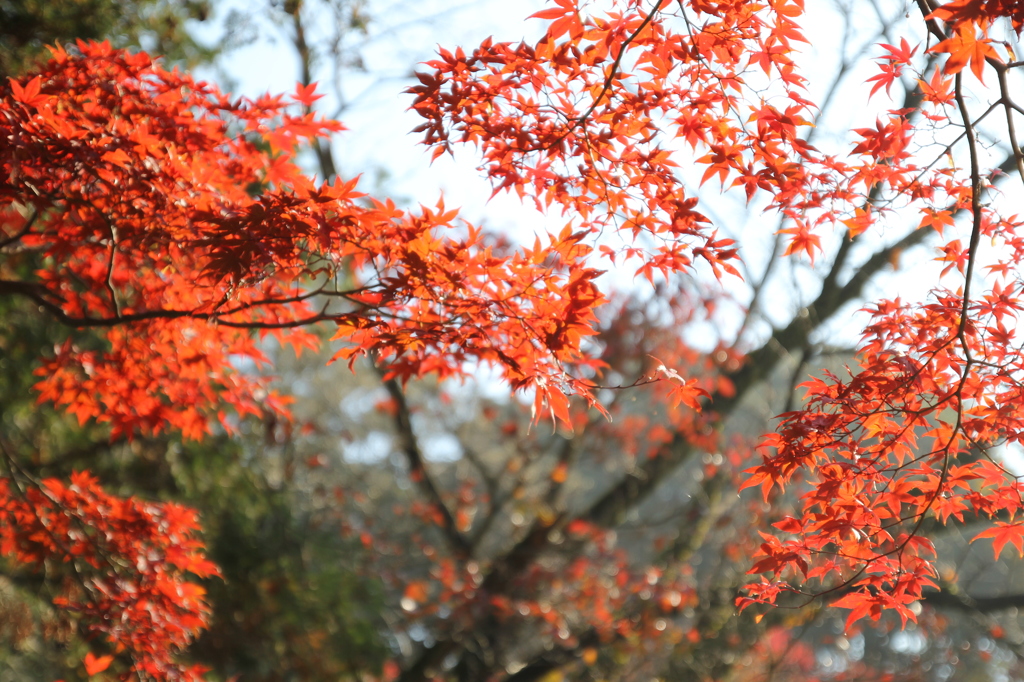 本土寺