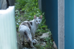 のら猫