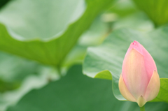 蓮の花