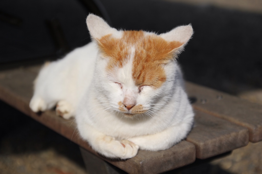 野良猫。