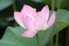蓮の花