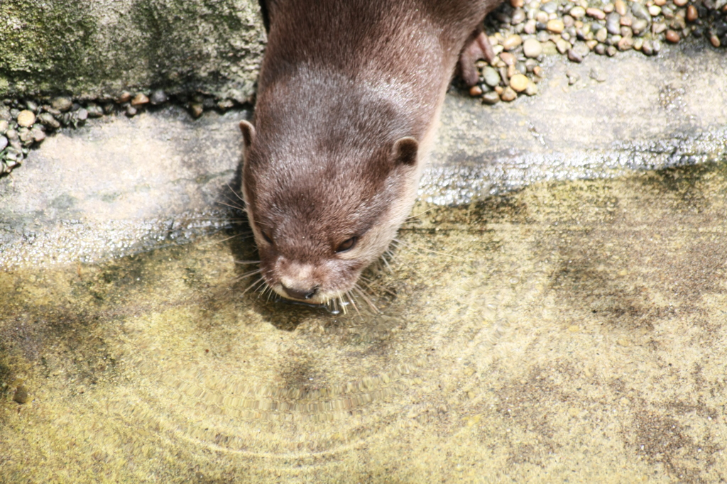 カワウソ