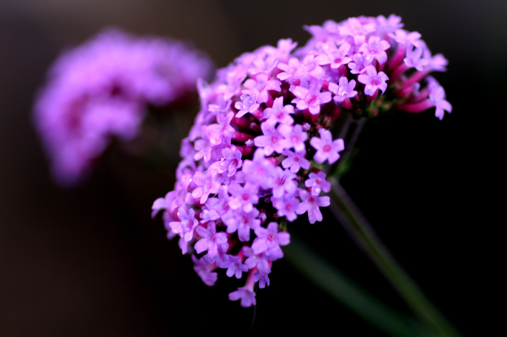 お花