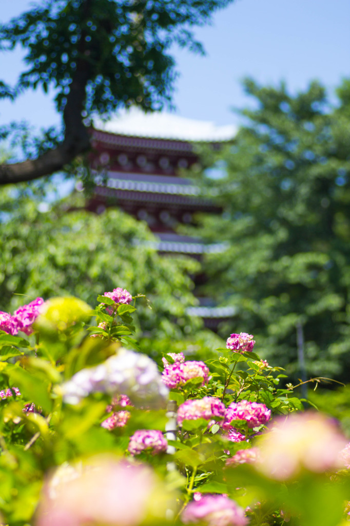 本土寺