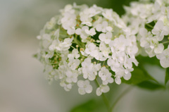 お花