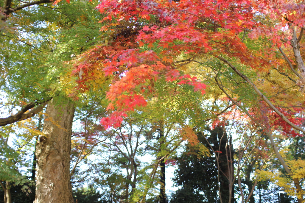 本土寺