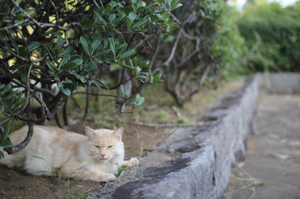 野良猫