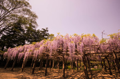 牛島藤花園