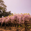 牛島藤花園