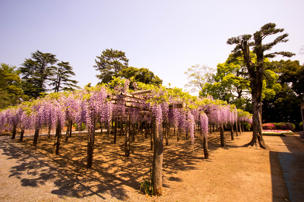 牛島藤花園