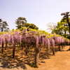 牛島藤花園