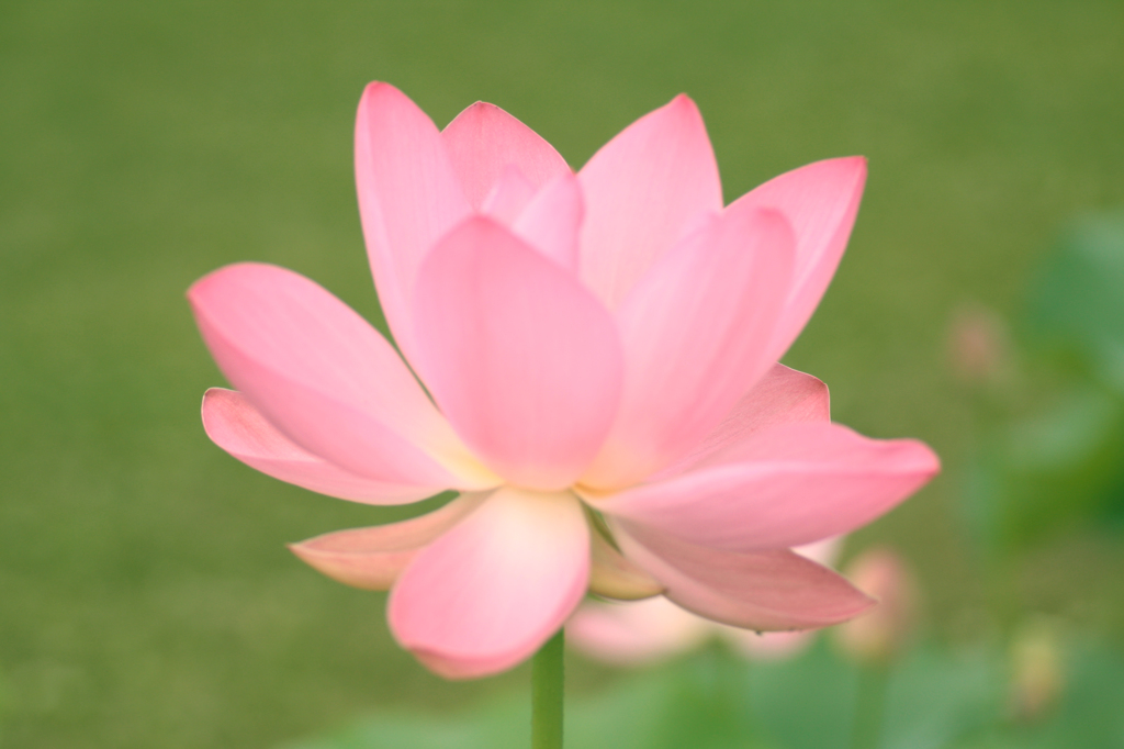 蓮の花