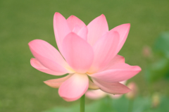 蓮の花