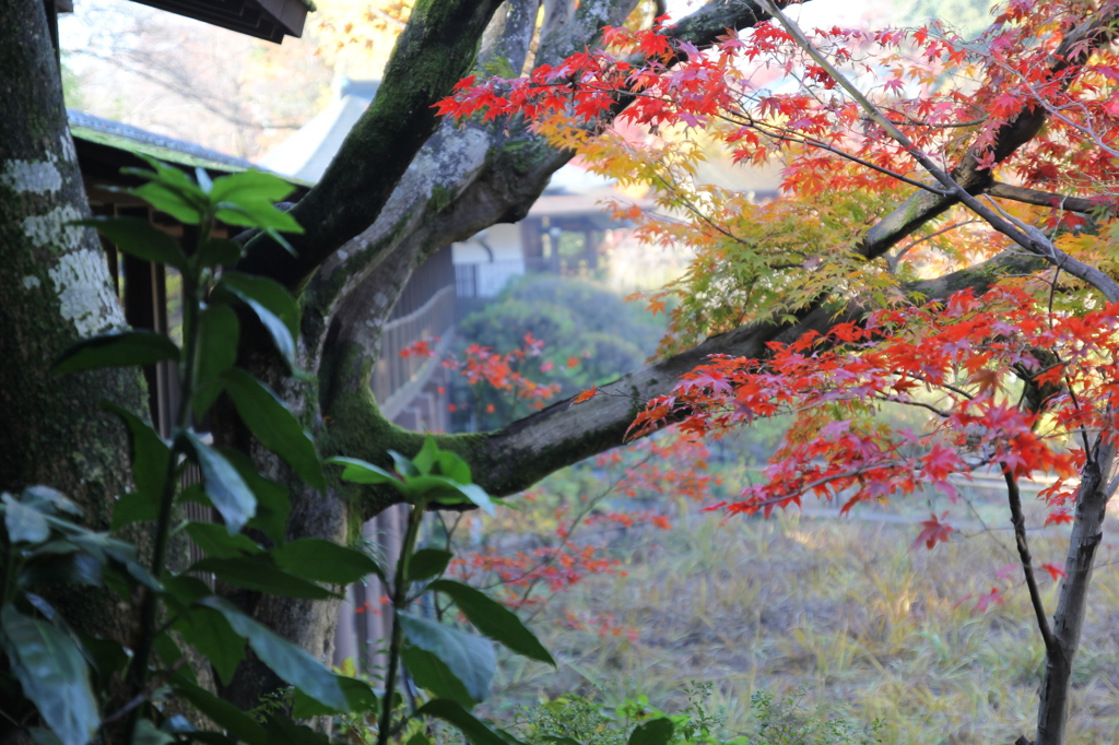 本土寺