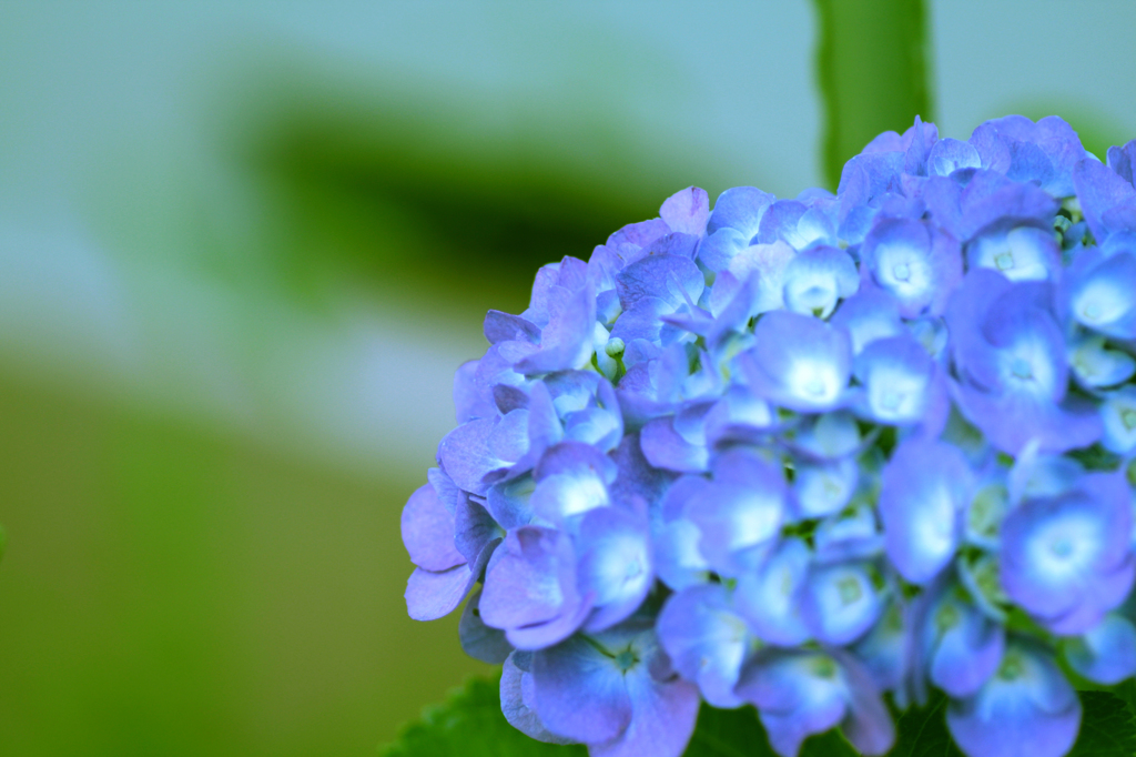 紫陽花