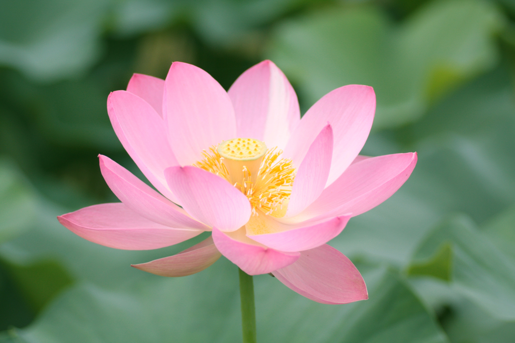 蓮の花