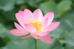 蓮の花